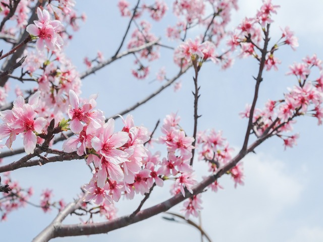 山梨県の風景：桃の花